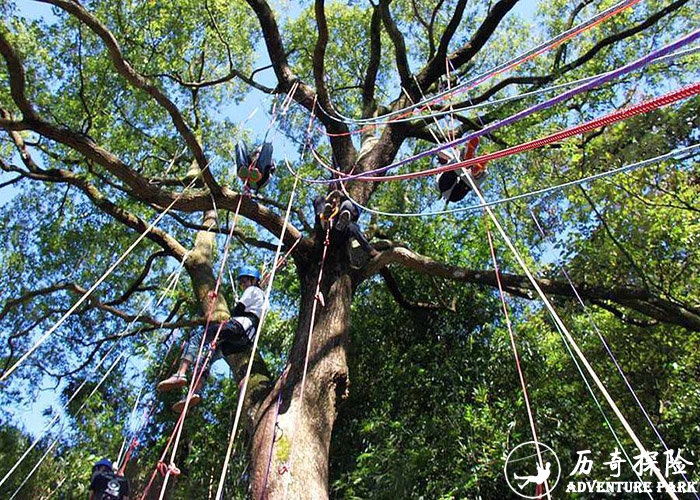 攀树 树上拓展 森林探险 规划设计建设 厂家直销